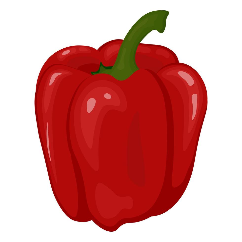 Bulgarian pepper. Juicy vegetable for your design. vector