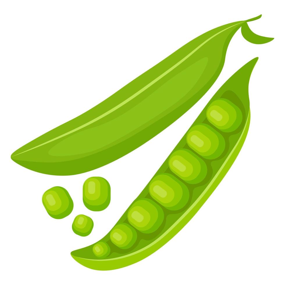 Green peas, open and closed pod. vector