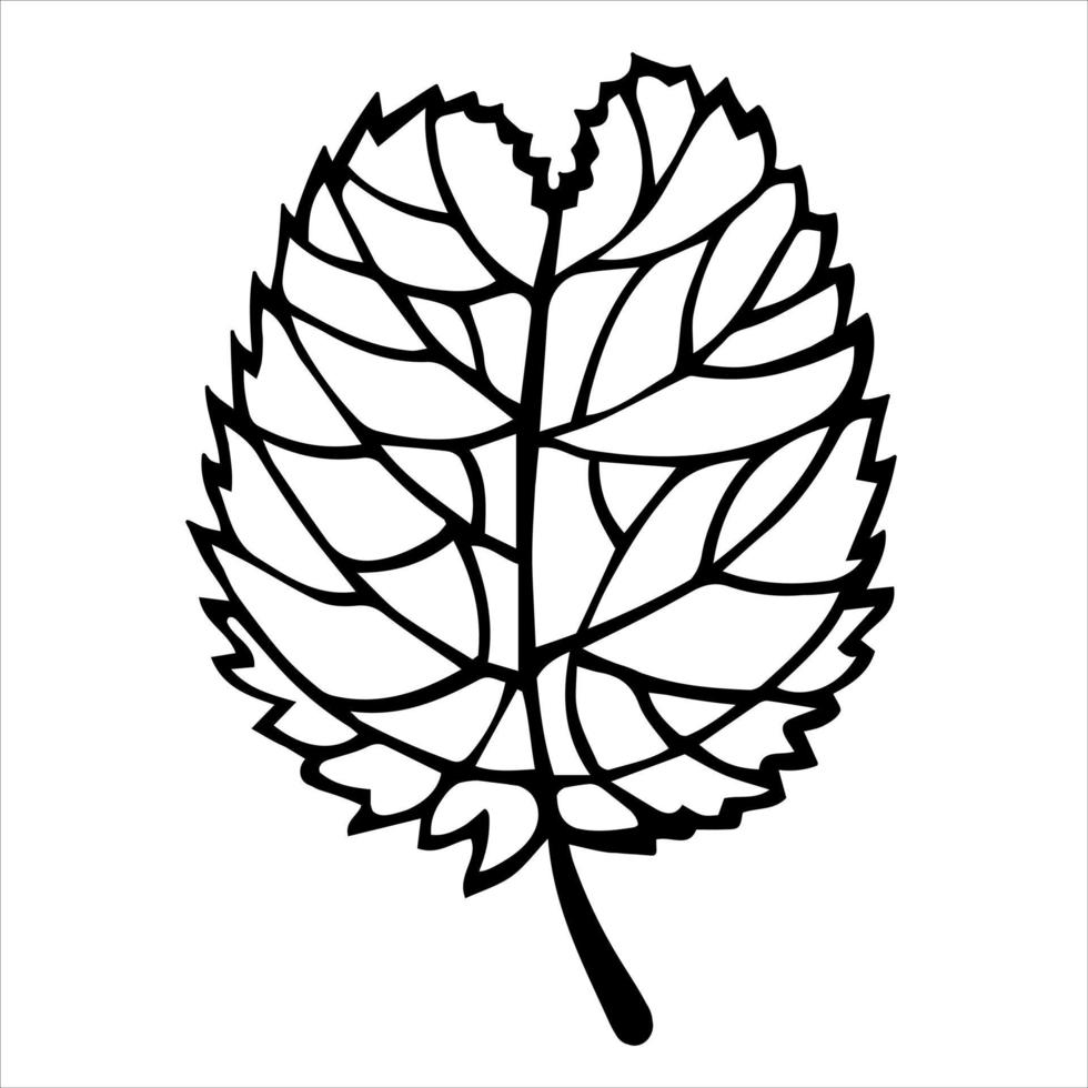 Alder or birch leaf vector icon. Hand-drawn illustration isolated on white background. Leaf silhouette with veins. Botanical sketch. Monochrome doodle. Black outline of the plant.