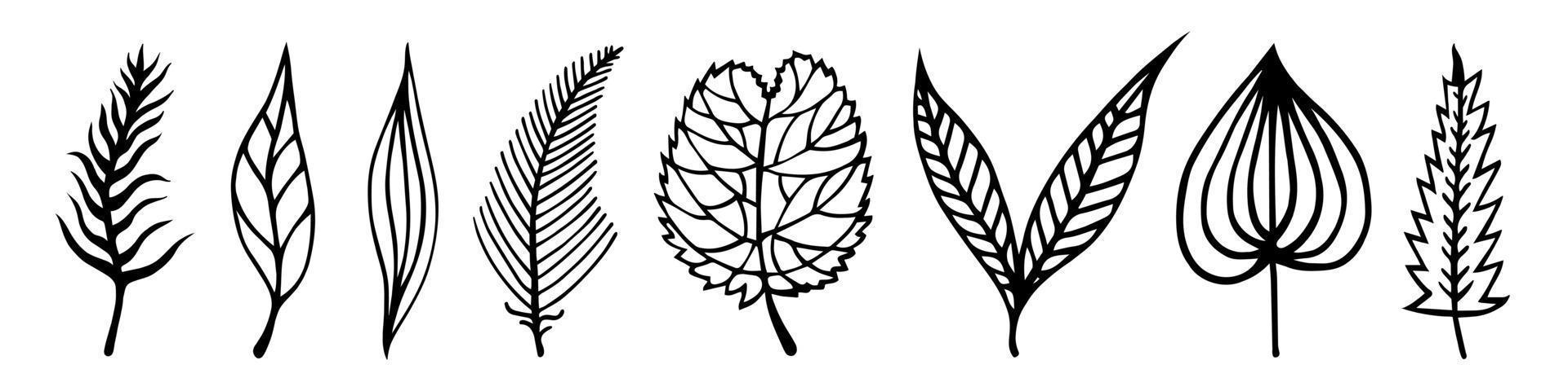 Leaves of trees vector set. Hand-drawn doodles isolated on white background. Black silhouettes of veined leaves. Foliage with petioles. Collection of botanical sketches. Plant outlining. Monochrome.