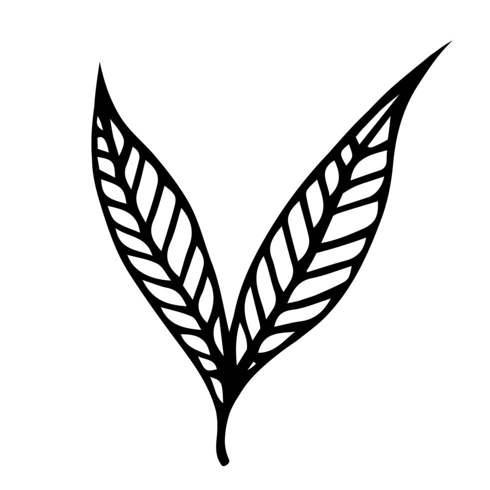 Two leaves of willow on a branch vector icon. Hand-drawn illustration isolated on white background. Silhouettes of veined leaves. Botanical sketch. Black outline of the plant.