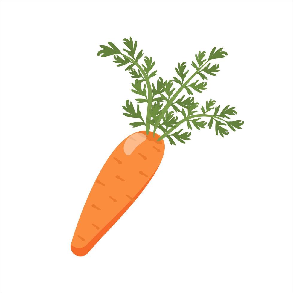 carrots isolated on white background. Vegetable with tops, organic product, ingredients for cooking. Vector illustration