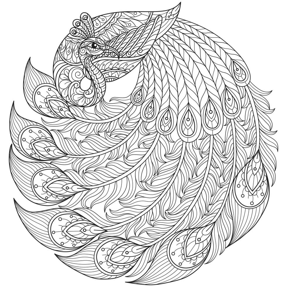 Beautiful peacock hand drawn for adult coloring book vector