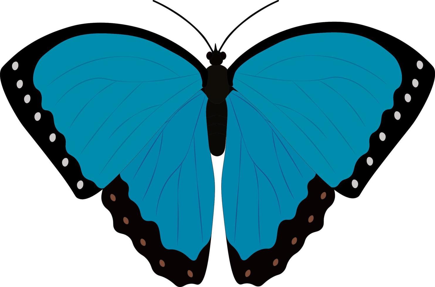 cramers mariposa azul ilustración vectorial vector