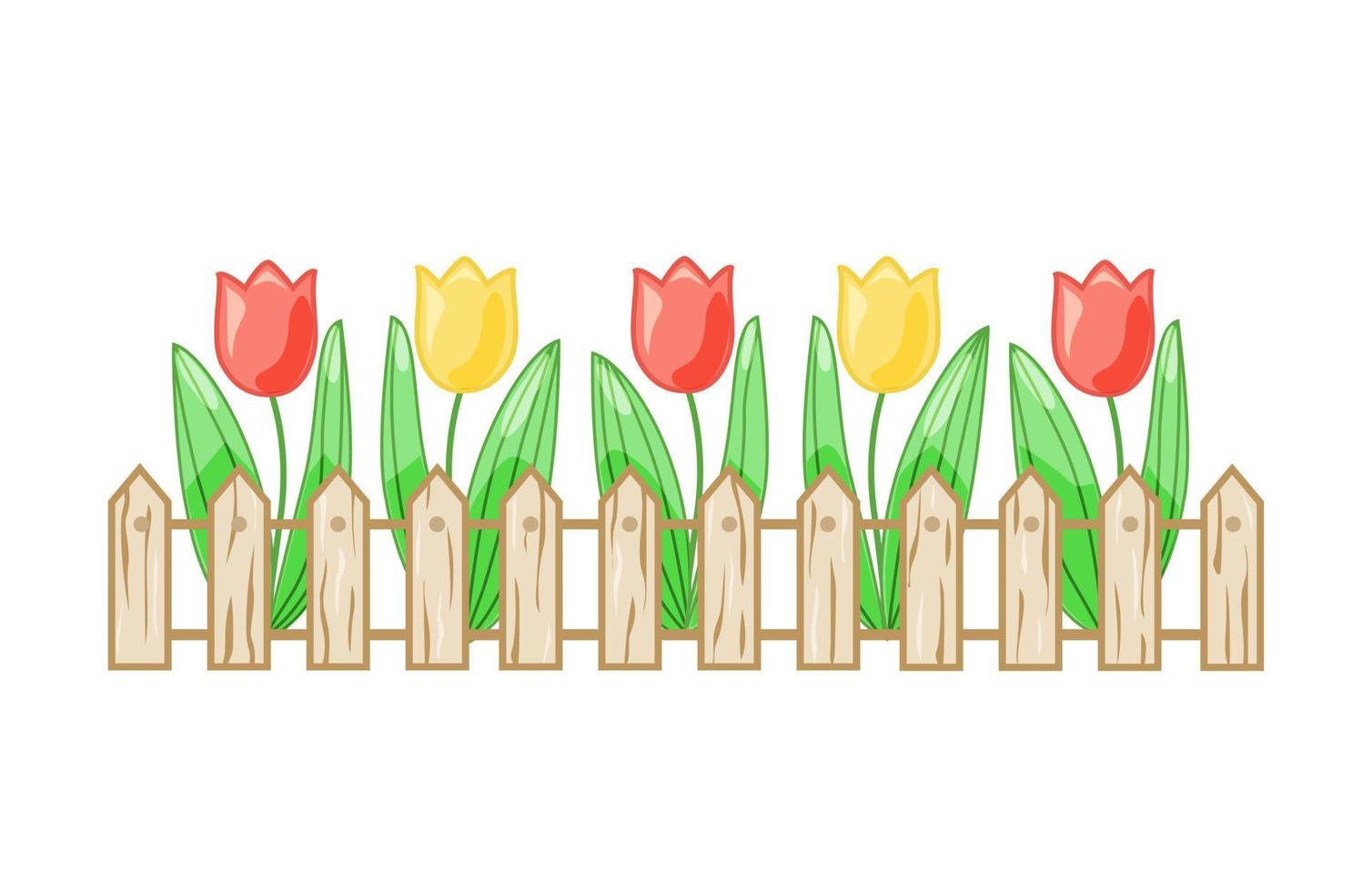 Colorful tulips in a flower bed behind a fence on a white isolated background. Vector. vector