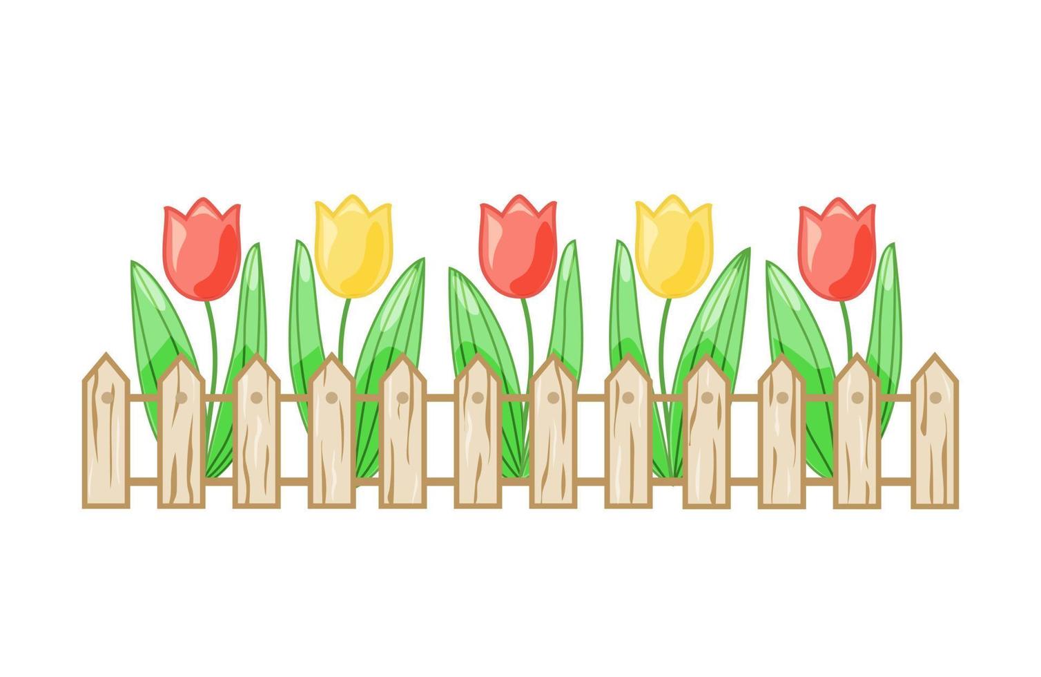 coloridos tulipanes en un lecho de flores detrás de una valla sobre un fondo blanco aislado. vector. vector