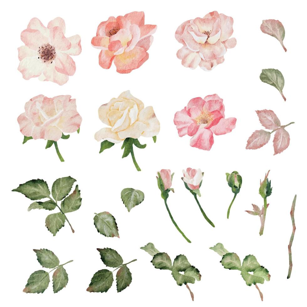 colección de elementos de ramo de flores de rama de rosa floreciente acuarela vector