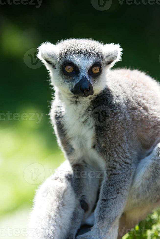 Ring tailed lemur photo