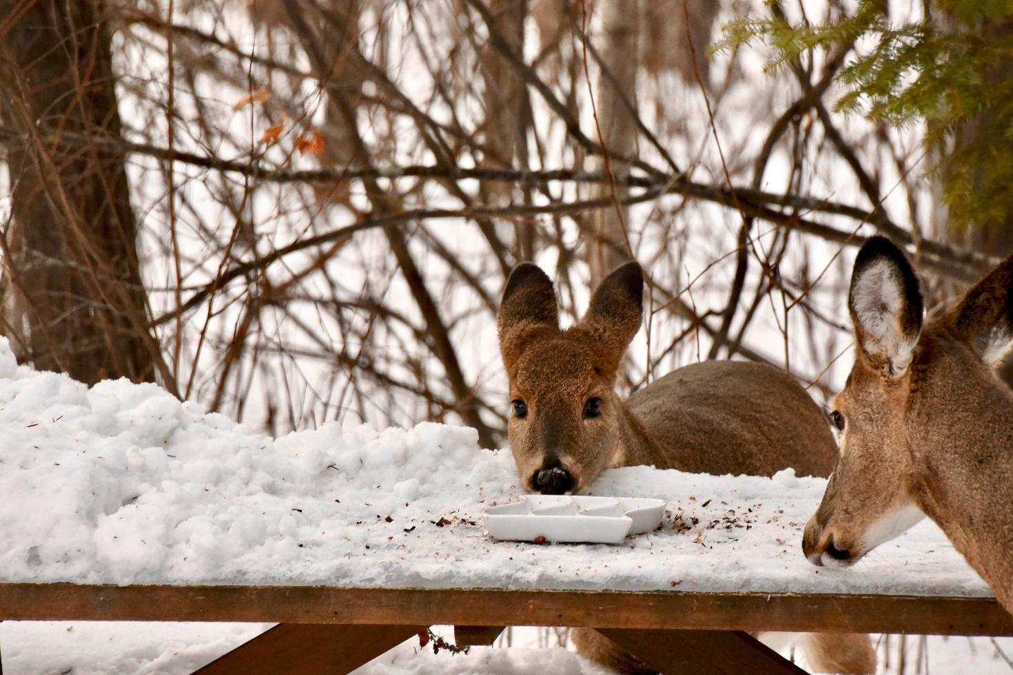 winter in Manitoba - deer feeding at a picnic table photo