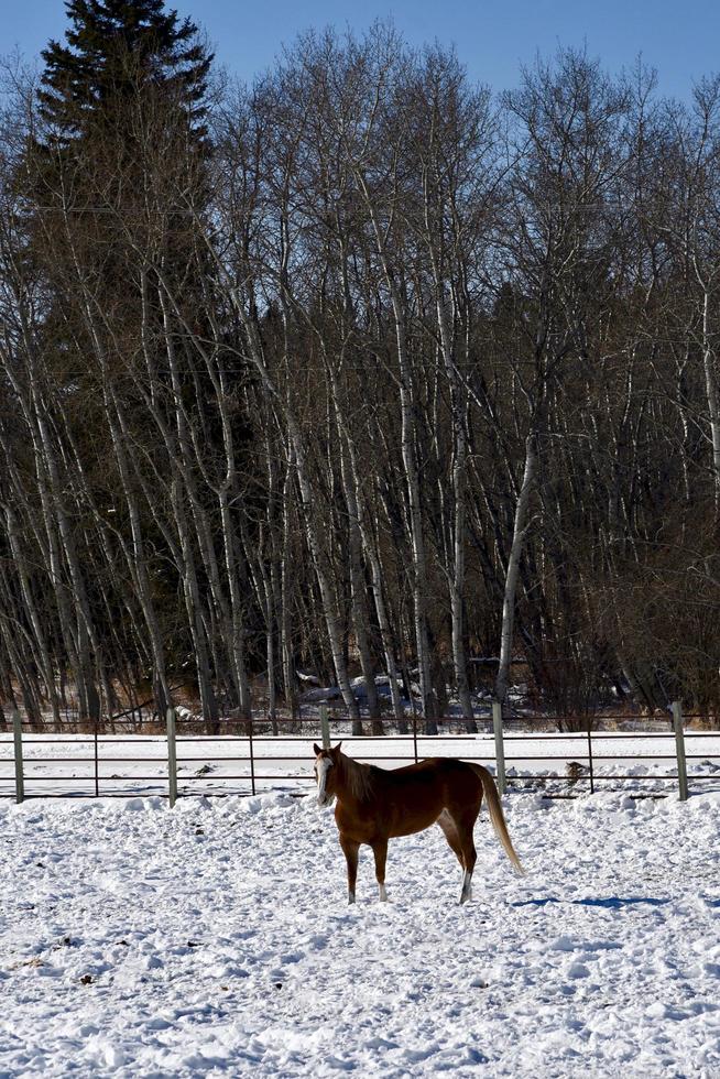 invierno en manitoba - un caballo está solo en un campo cubierto de nieve foto