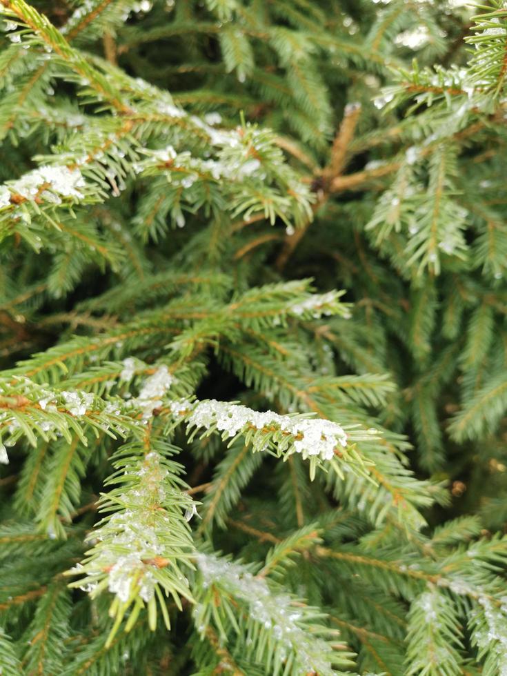 Background from green Fir tree branch. Fluffy young branch Fir tree with raindrops, close up.branches photo