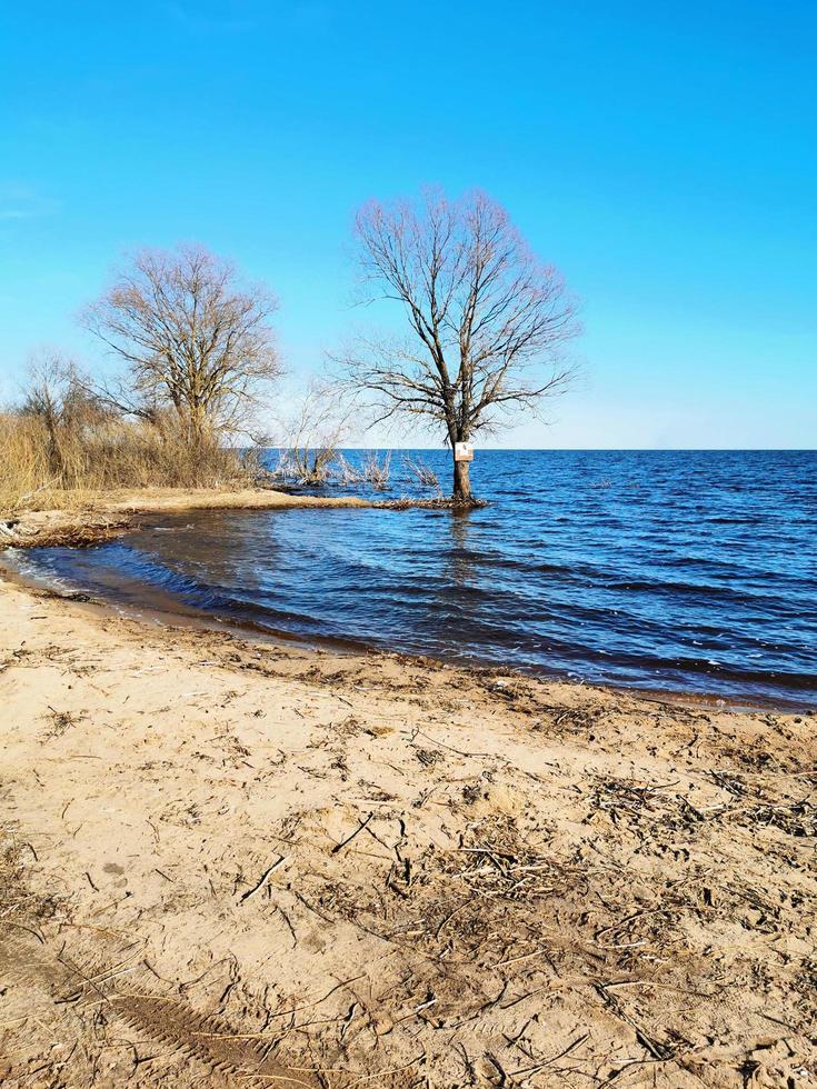 el árbol está en el agua. el lago inundó la orilla con un árbol. el lago en la primavera. Playa de arena. foto