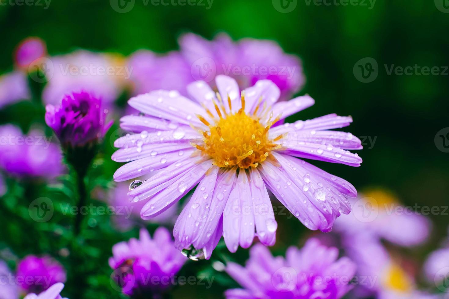 Purple camomiles with drops of dew on nature background photo