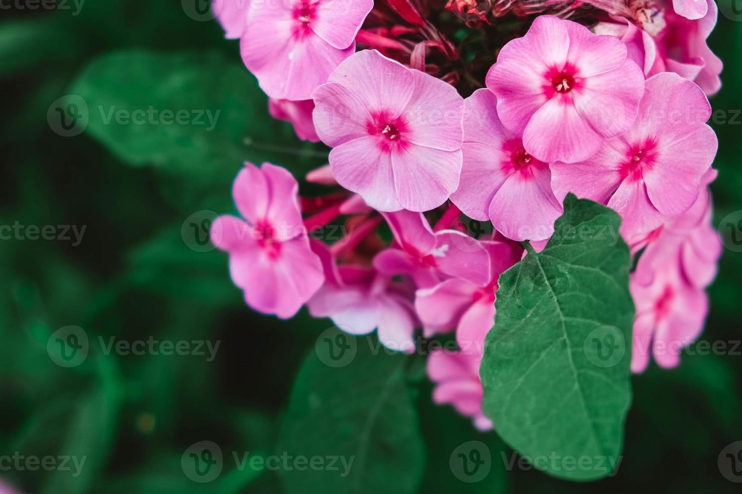 Pink phlox flowers on a background of green leaves. Garden flowers in soft pink shades. Copy, empty space for text photo