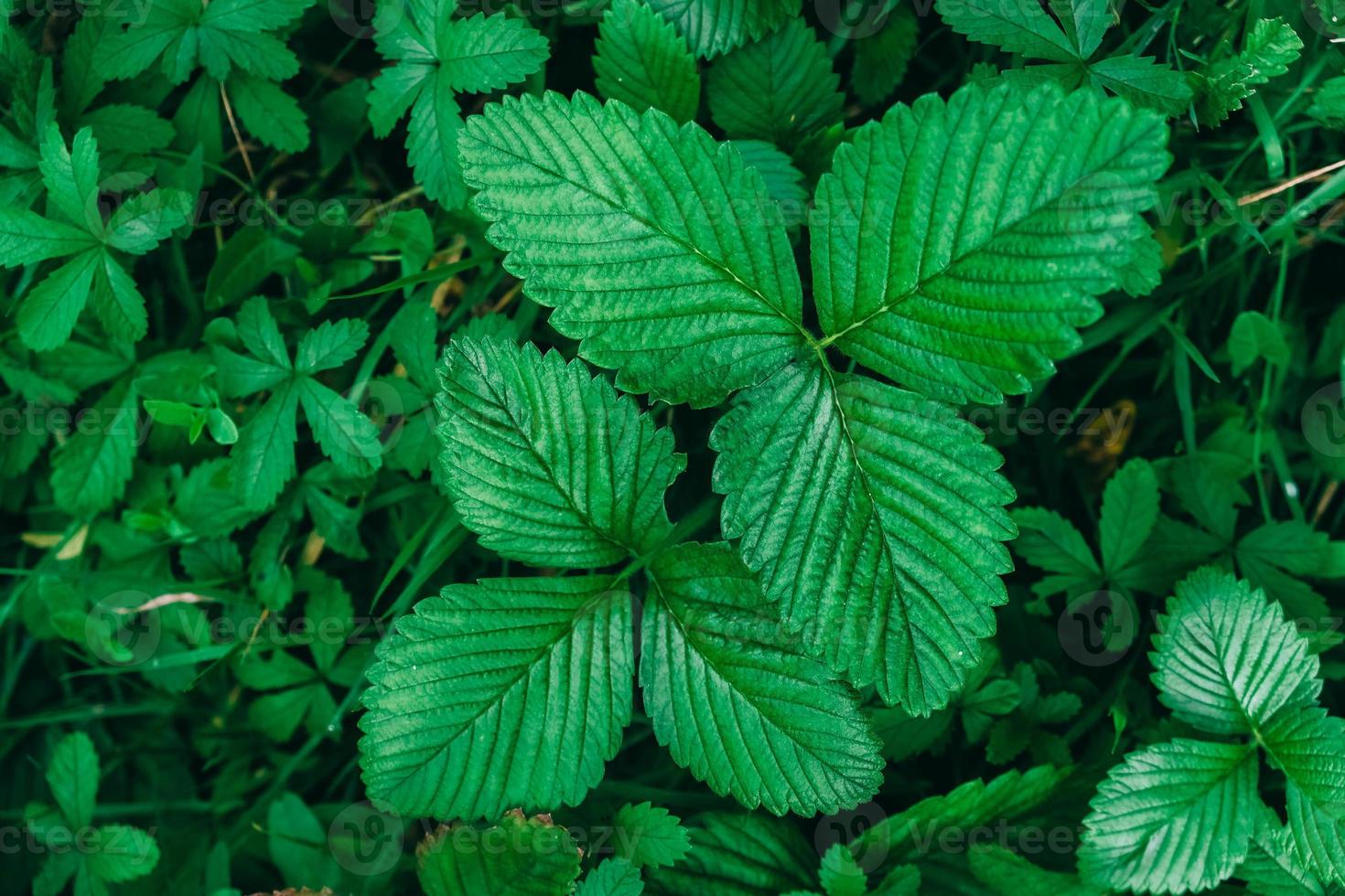 Green strawberry leaves as background. Beautiful texture of wet leaves photo