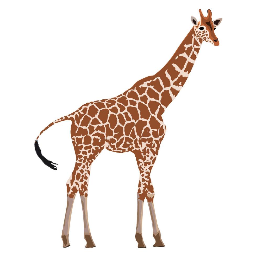 ilustración de jirafa de pie vector