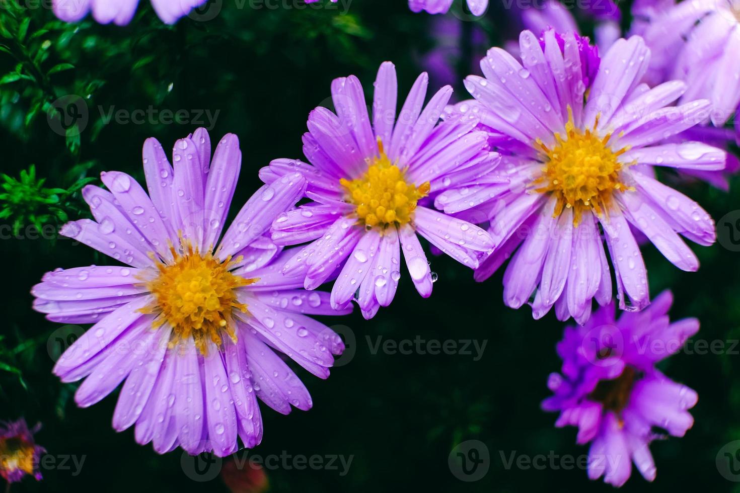 Purple camomiles with drops of dew on nature background photo