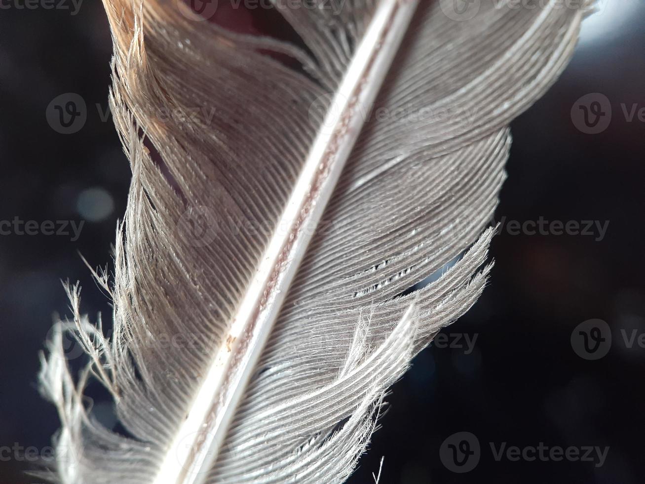 Close up of chicken feather with defocused background photo