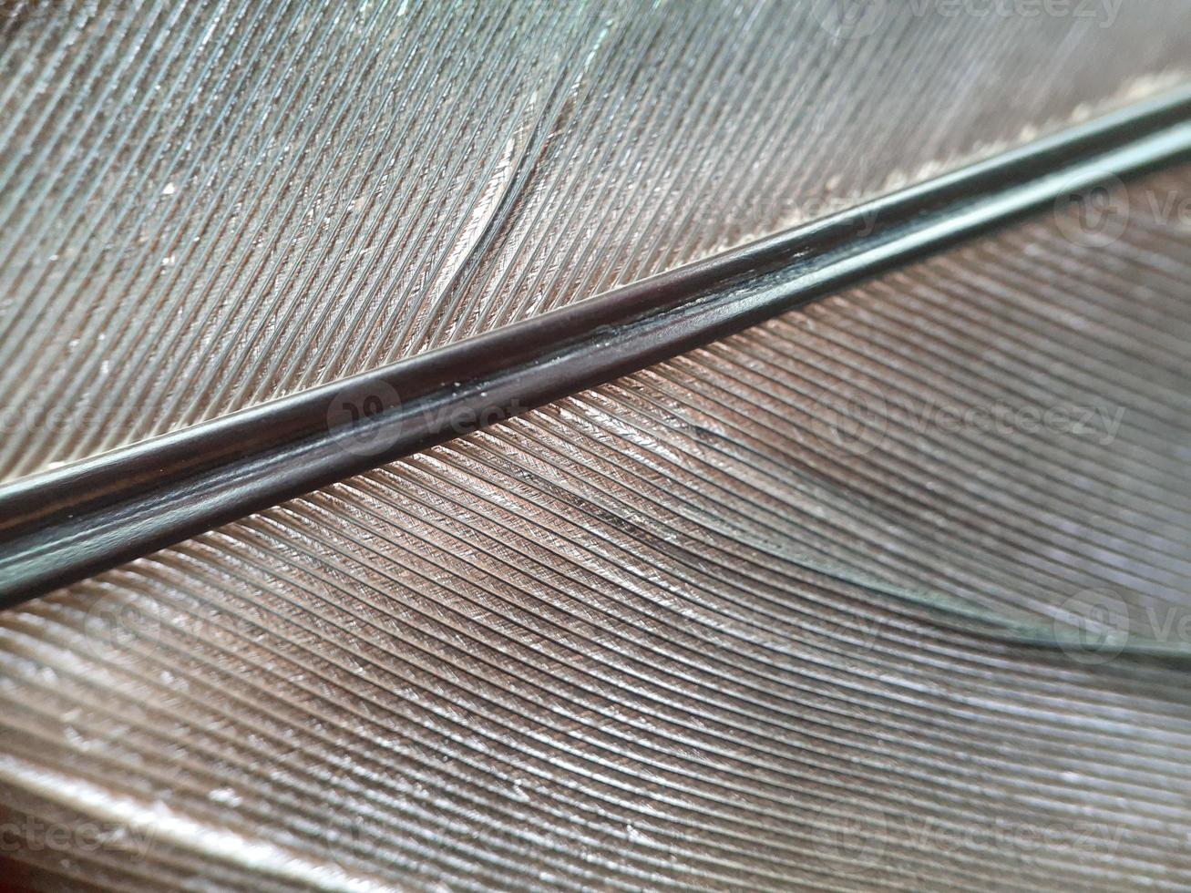 Close up of chicken feather with defocused background photo