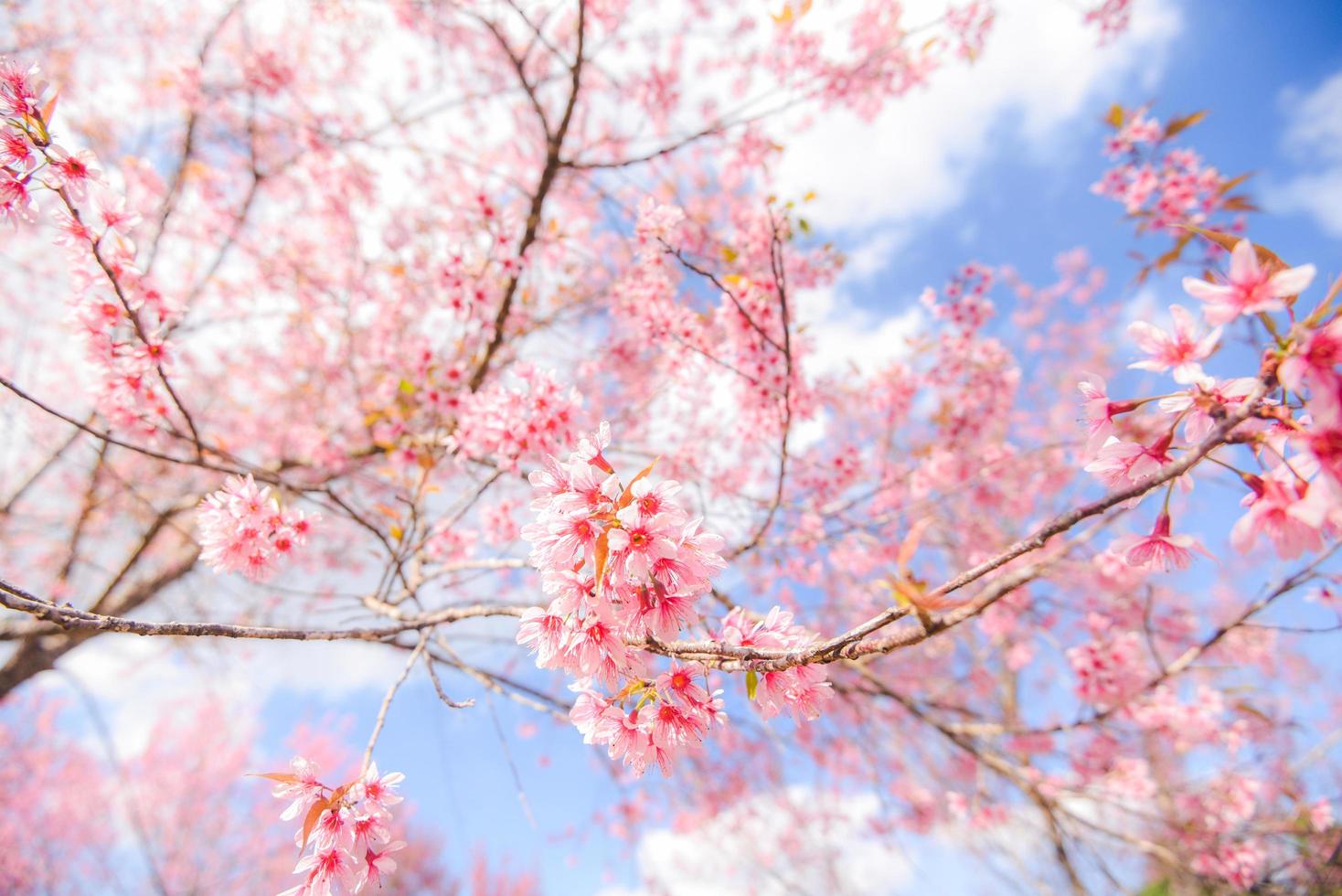 Wild Himalayan Cherry Blossom on tree, beautiful pink sakura flower at winter landscape tree with blue sky photo