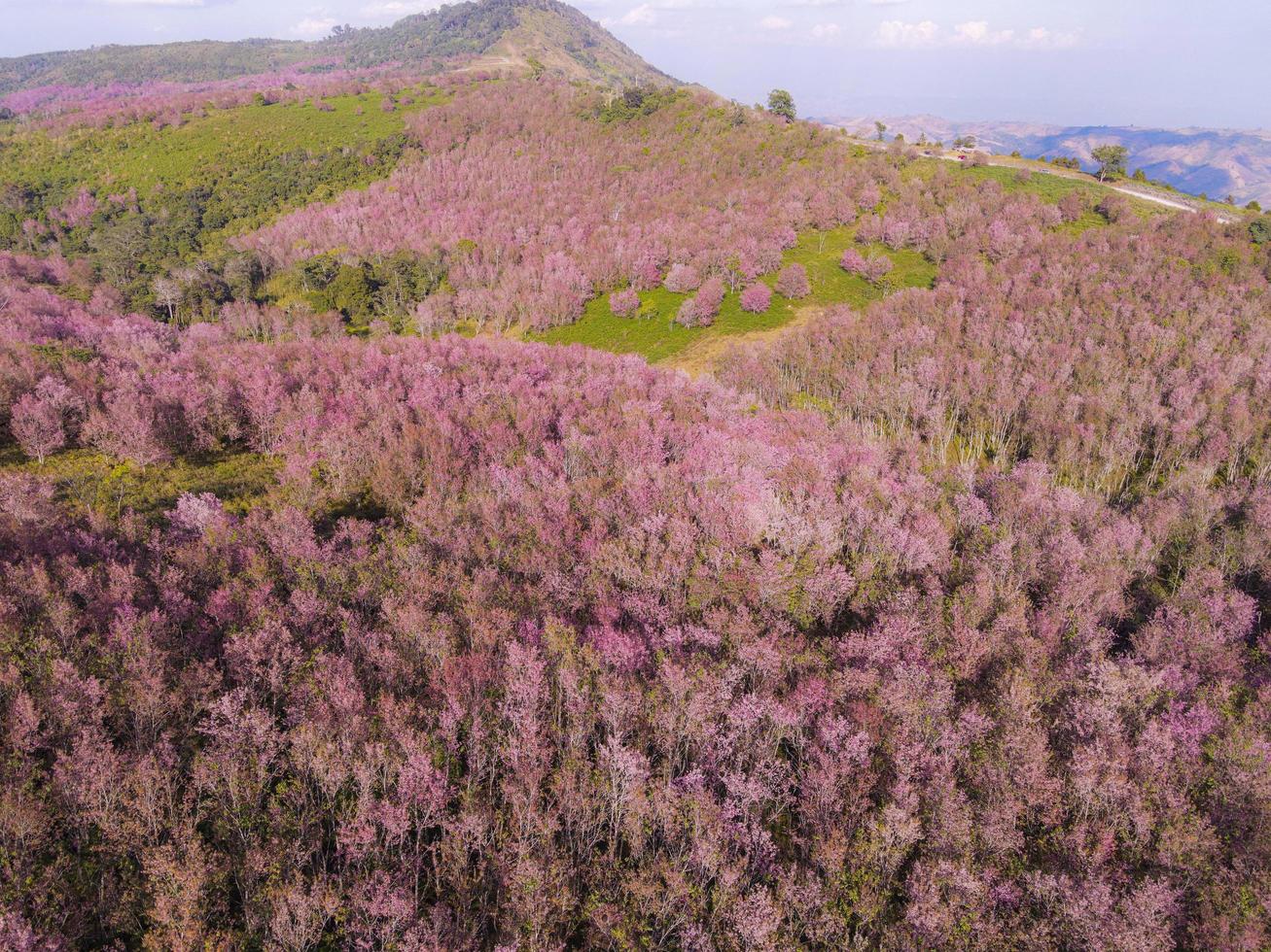 vista aérea rosa bosque árbol entorno bosque naturaleza montaña fondo, flor de cerezo salvaje del himalaya en el árbol, hermoso árbol de paisaje de invierno de flor de sakura rosa en phu lom lo, loei, tailandia. foto