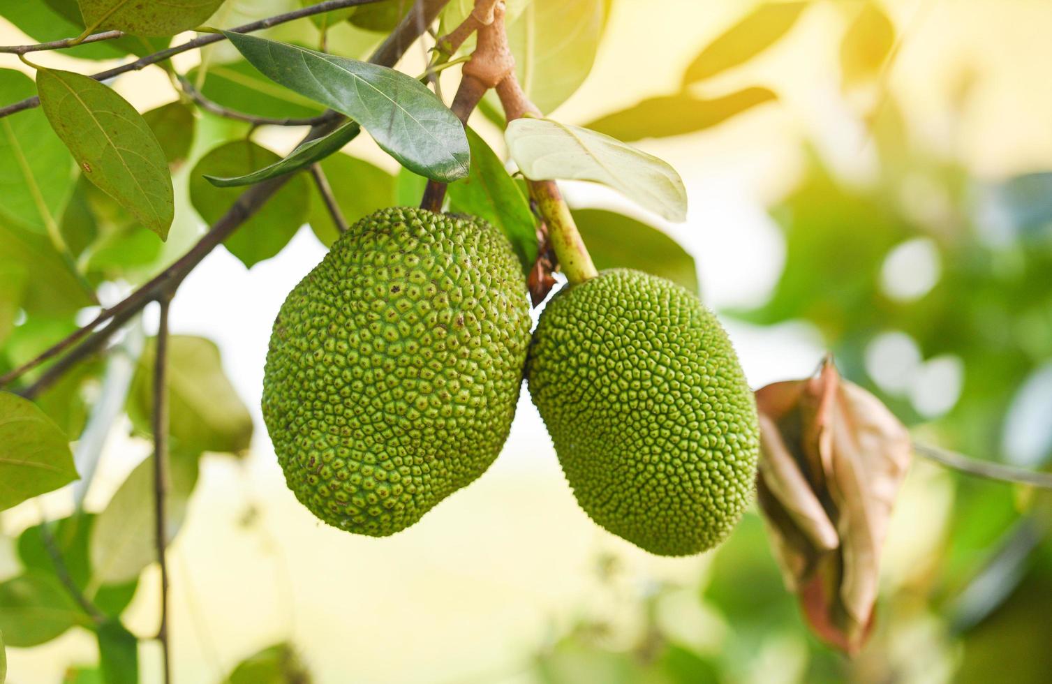 jaca en el árbol de jaca fruta tropical en el fondo de la hoja de la naturaleza foto