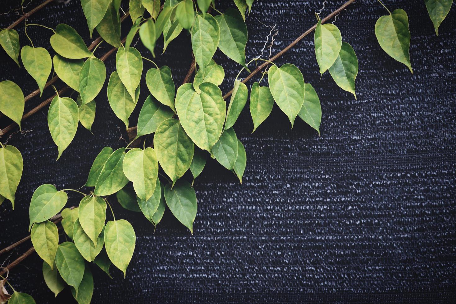 hojas verdes en la pared vides textura de hoja de planta verde natural sobre fondo oscuro foto