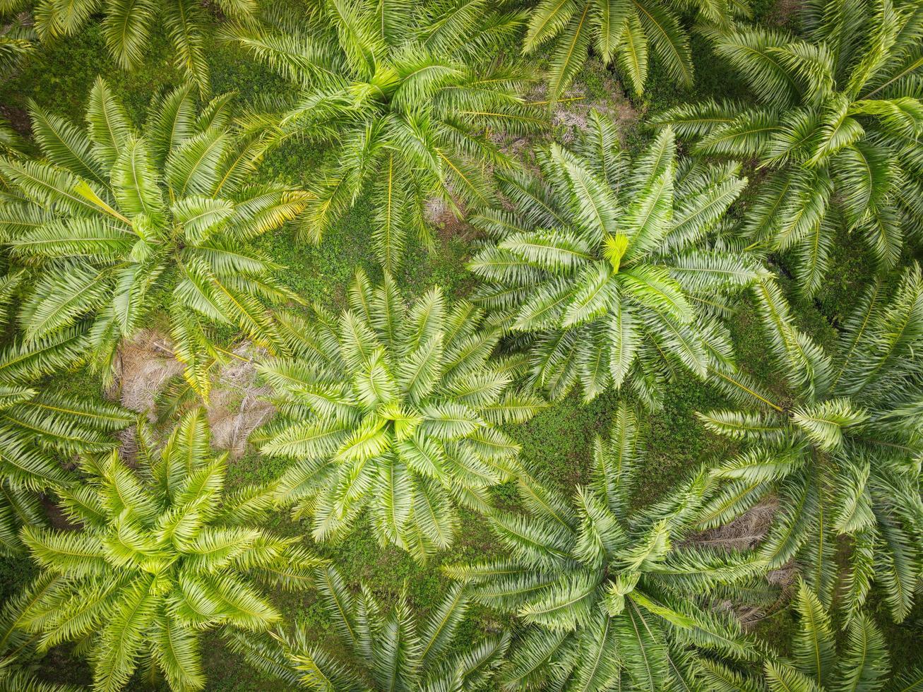 Aerial view of the palm tree green fields nature agricultural farm background, Top view palm leaves from above of crops in green, Bird's eye view tropical tree plant photo