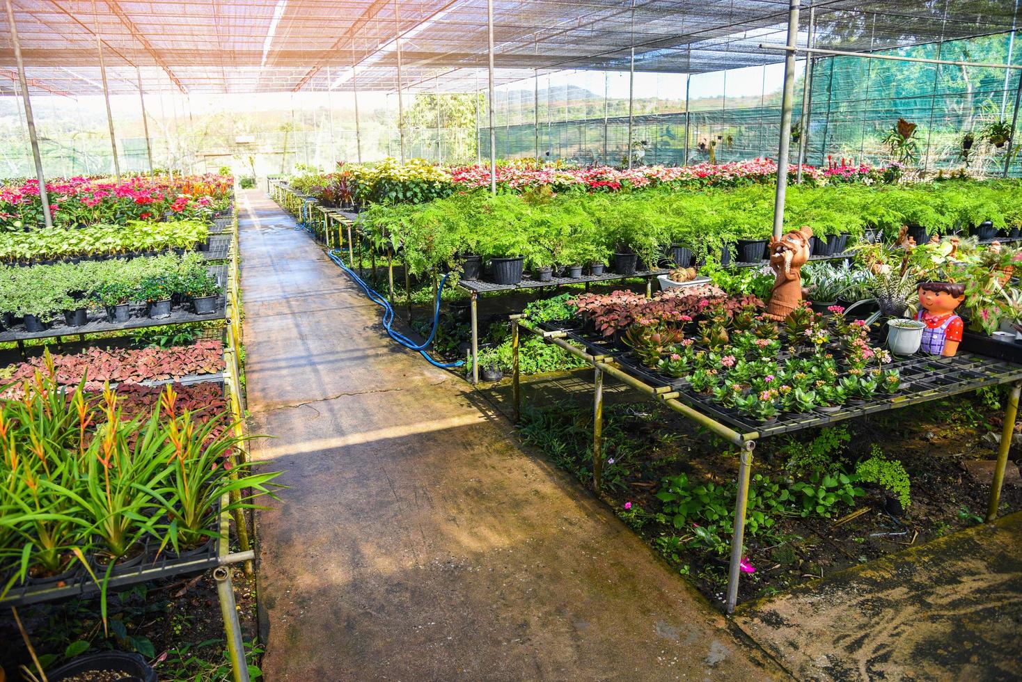 casa verde con varios tipos de plantas en el fondo de la maceta, flor de vivero y cultivo de plantas para decorar en el jardín foto