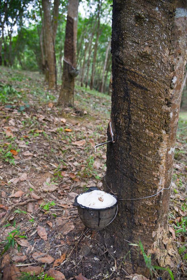 Rubber plantations with rubber latex in bowl extracted from rubber tree plantation agriculture of asian for natural latex photo