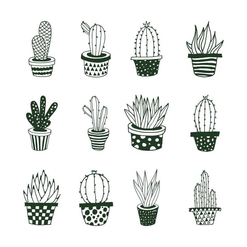 hand drawn cactus succulent vector