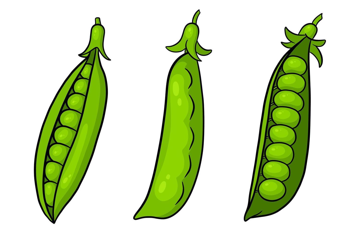 Peas set. Closed and open green pea pods. vector