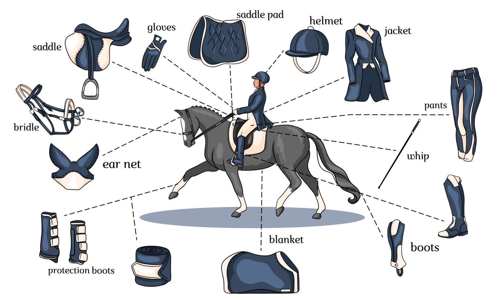 Infografía de deportes ecuestres arnés de caballos y equipo de jinete en el centro de un jinete sobre un caballo en estilo de dibujos animados vector