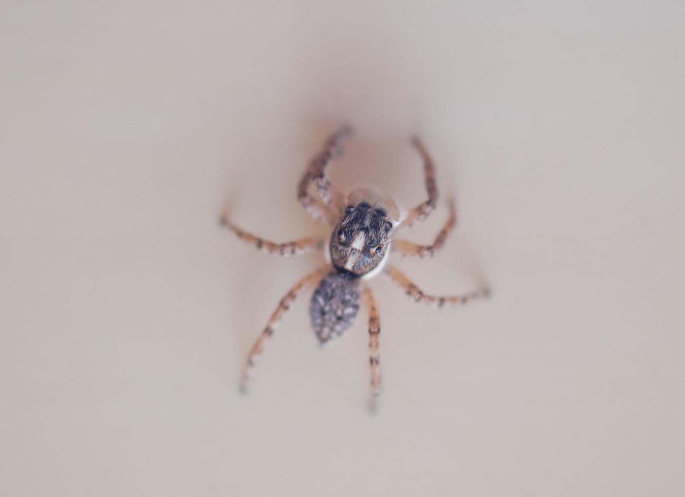 Spider on a wall photo