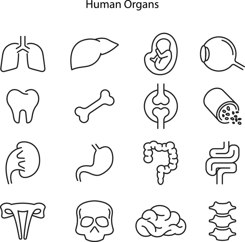 Internal organs vector icons set, modern solid symbol collection, filled style pictogram pack. Signs, logo illustration. Set includes icons as human heart organ, kidney, brain, liver, spine backbone