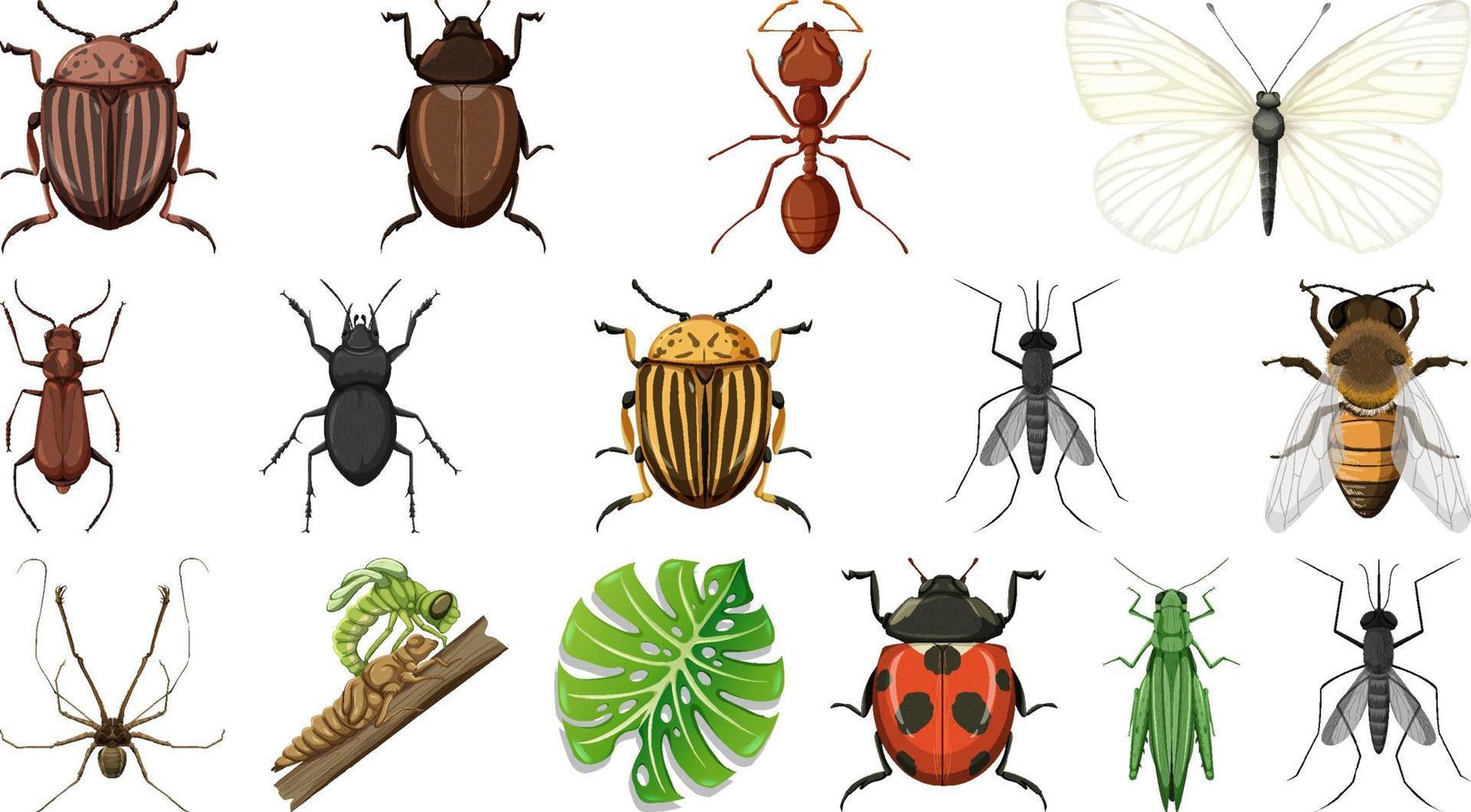 Different insects collection isolated on white background vector