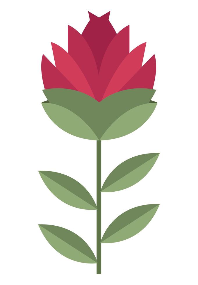 red rose flower vector