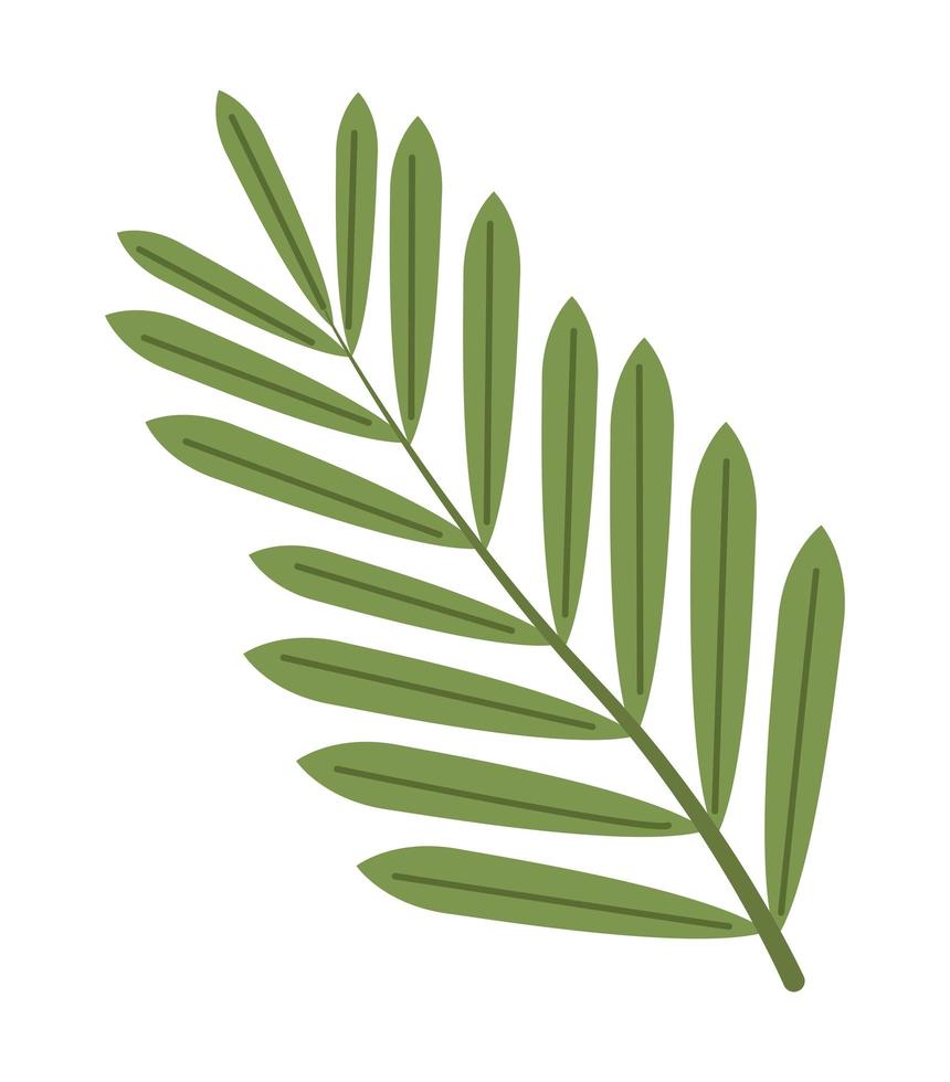 palm leafs plant vector