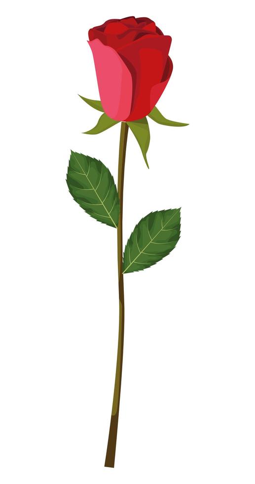 red rose flower vector