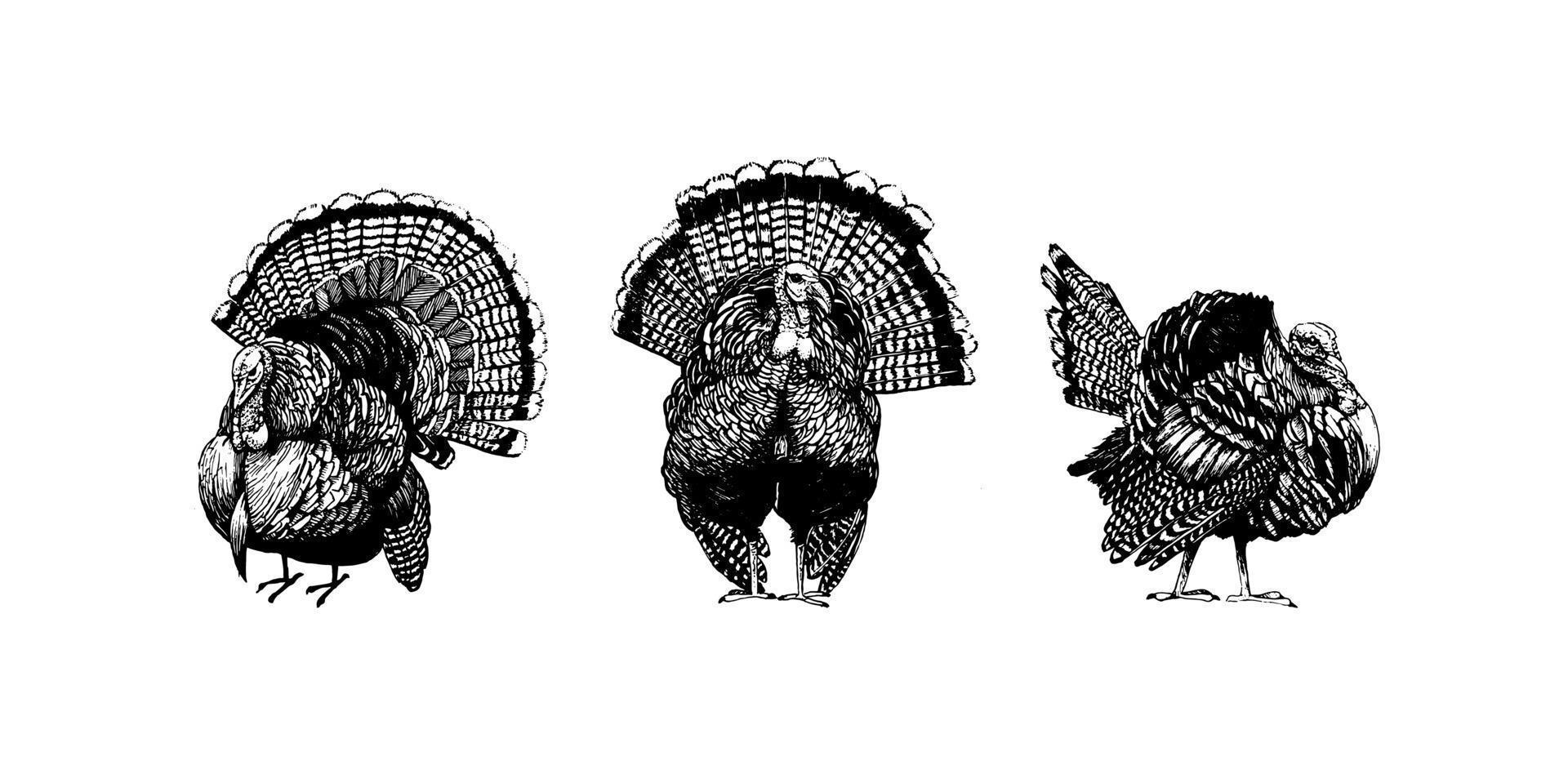 How to Draw a Turkey  Make a Decorative Thanksgiving Sketch