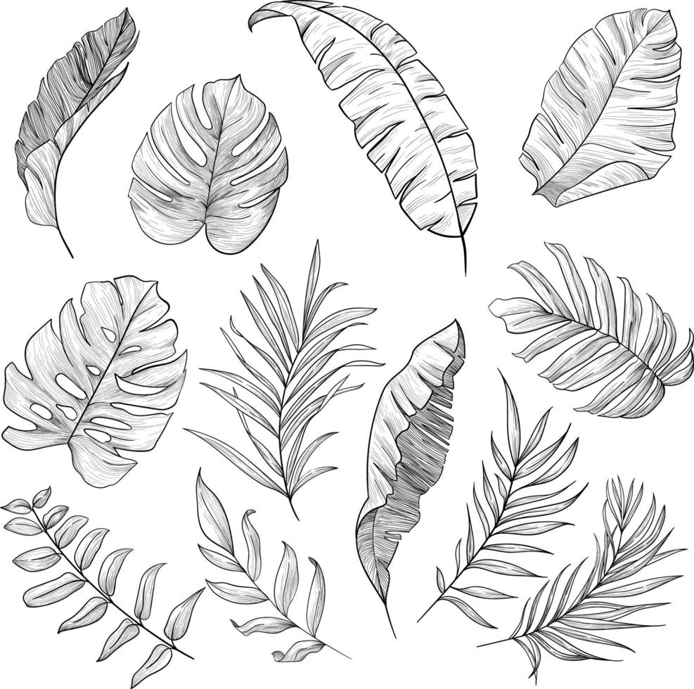 Tropical leaves set vector