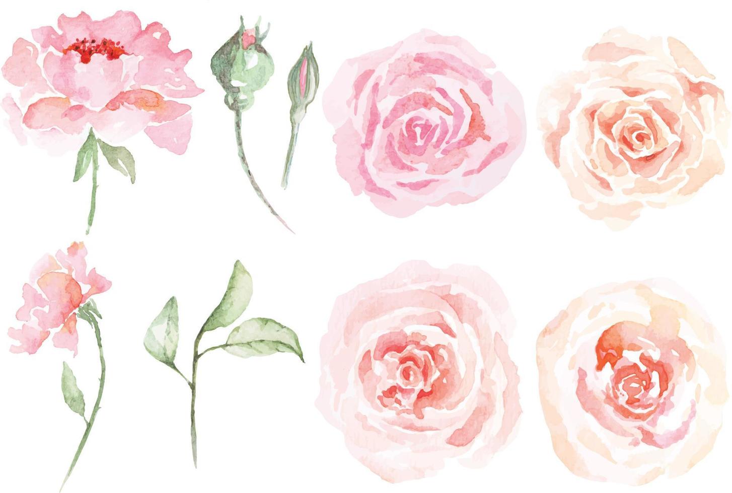 set of rose drawing with watercolor 2 vector