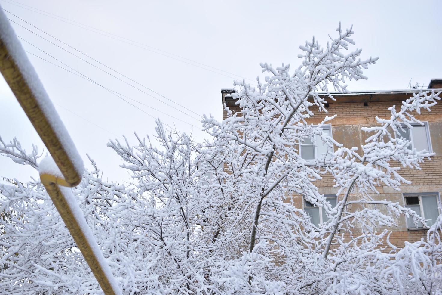 Trees in the snow after a snowfall in autumn photo