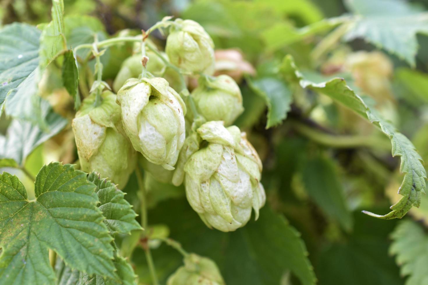 Wild hops in the field and its green baskets photo