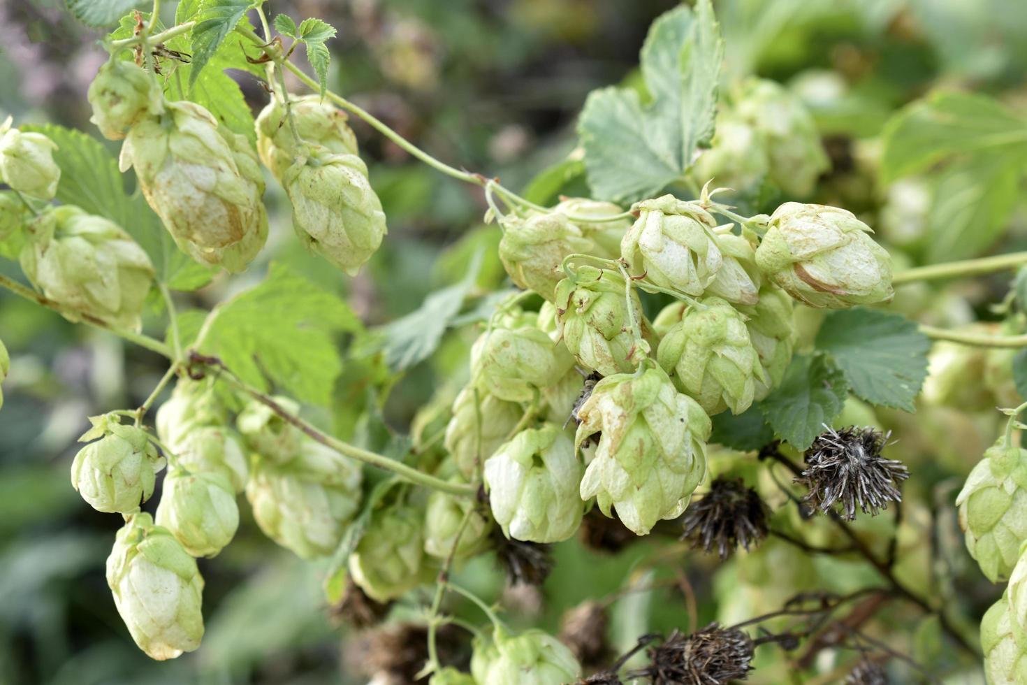 Wild hops in the field and its green baskets photo