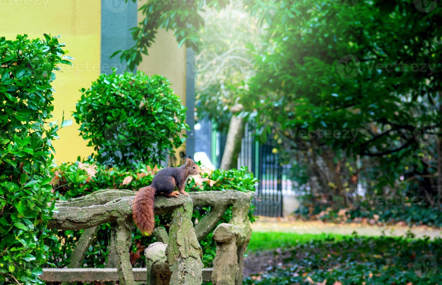 squirrel on stone railing in city park photo