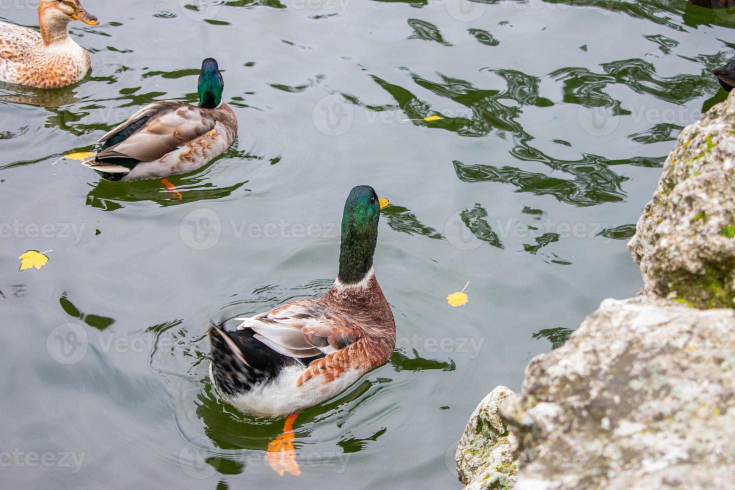 Anas platyrhynchos - duck swimming in water pond photo