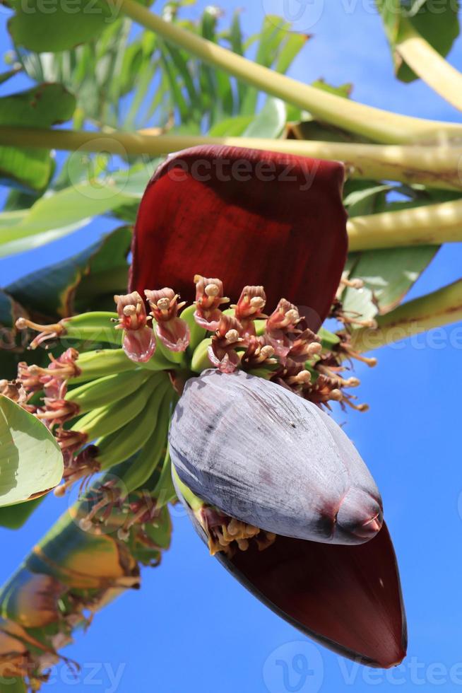 Banana fruit bunch. Tropical tree palm. Exotic botanical agriculture. photo