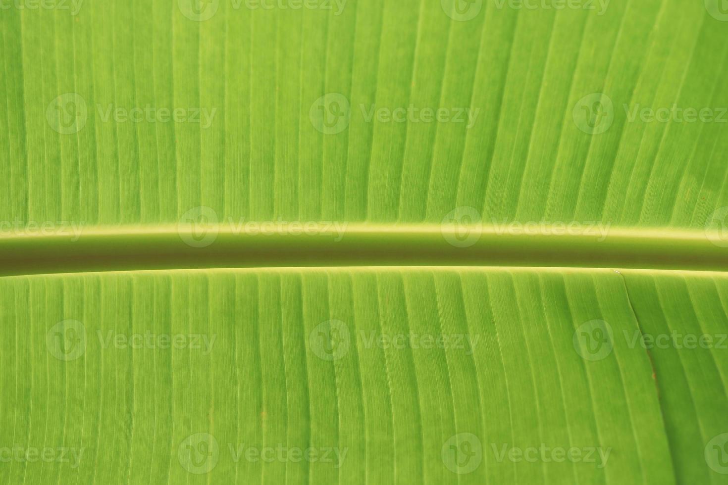 Banana palm leaf texture. Big leaf texture. photo