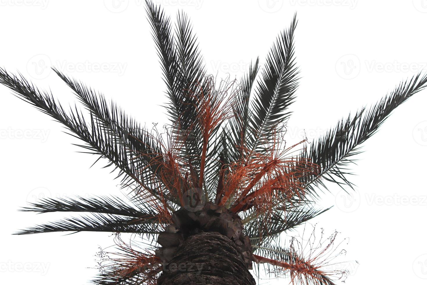 textura de palma palmera exótica con ramas en el cielo. foto